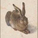 Hare